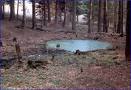 studánka.jpeg